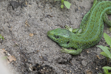 Green lizard