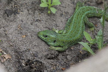 Green lizard