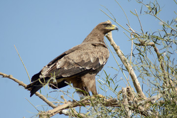 The steppe eagle (Aquila nipalensis) 