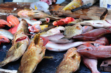 fresh fish selling on the market