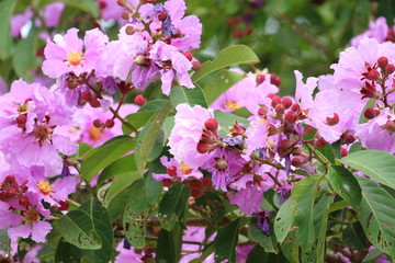 オオバナサルスベリ