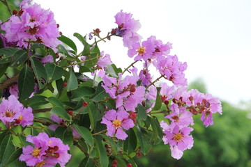 オオバナサルスベリ