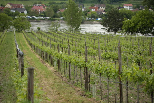 Pattern of rows of grape vines in vineyard in the Wachau Valley on the banks of River Danube in Austria