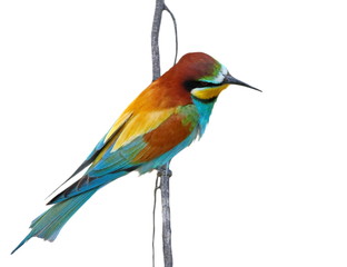 Obraz premium European bee-eater isolated on white background, Merops apiaster