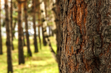Blurred  background of tree  trunk, copy space, lens blur.