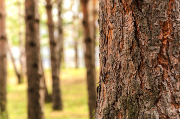 Blurred  background of tree  trunk, copy space, lens blur.