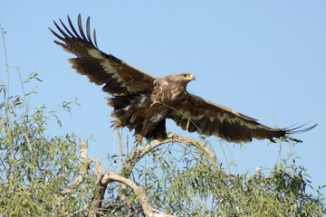 The steppe eagle (Aquila nipalensis) 