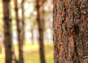 Blurred  background of tree  trunk, copy space, lens blur.