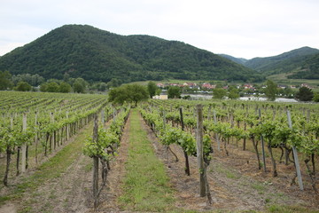 Fototapeta na wymiar Pattern of rows of grape vines in vineyard in the Wachau Valley on the banks of River Danube in Austria