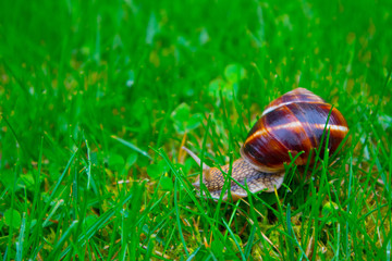 Photo depicts a wild lovely big beautiful snail with spiral shell. Amazing helix in the garden, crawling in a fresh green grass, good sunny weather. Marco, close up view.