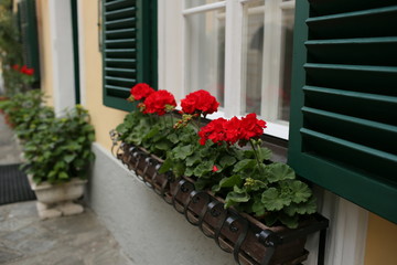 Fototapeta na wymiar a typical austrian window with green louvered shuters and square paned windows with flowers in hanging flower pots