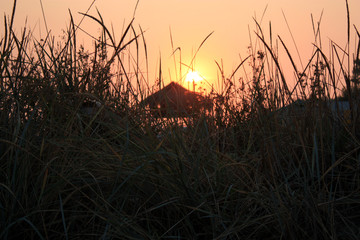 Sunset through the tall grass, a wooden observation tower in the background