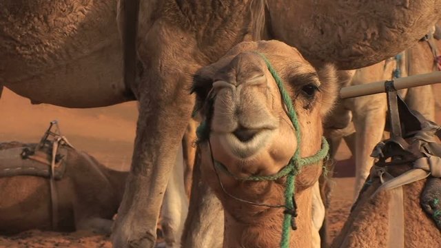 Camels in Sahara, Morocco, close-up