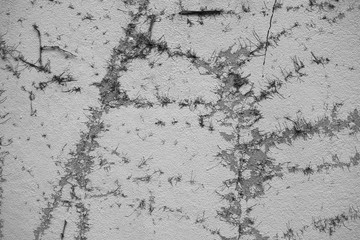 Cement background with dried plant texture