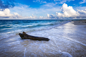 Coast, driftwood, landscape. Okinawa, Japan, Asia.