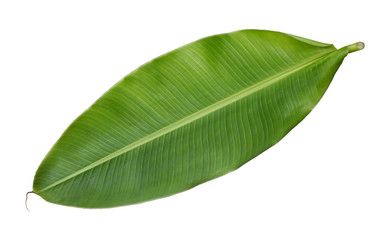Fresh whole banana leaf isolated on white background