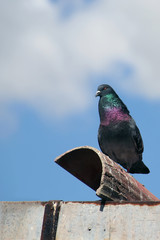Colorful city pigeon on the tile roof
