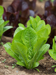 ロメインレタスの栽培