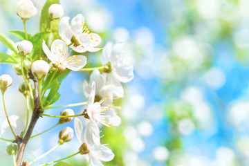 Naklejka na ściany i meble White flowers on a blossom cherry tree