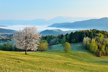 Spring meadows and fields landscape in Slovakia. Low Tatras panorama with snowy peaks. Blooming...