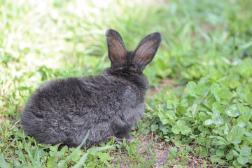 Little gray rabbit on a meadow with clover close up