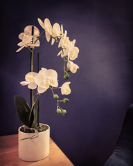 Dark interior with elegant white orchids