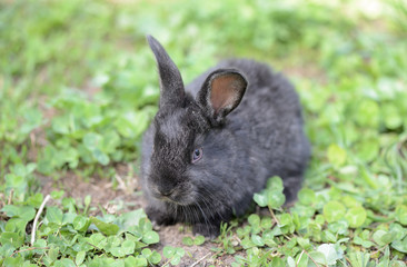 Little gray rabbit on a meadow with clover close up