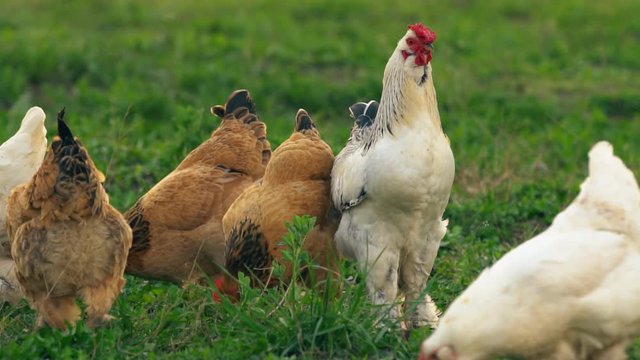 Rooster with chicken