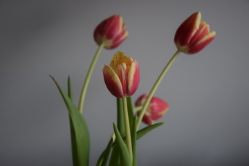 Tulip