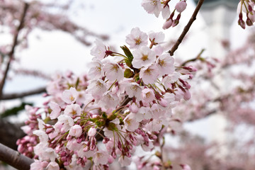 見上げる桜