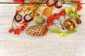 Autumn Still Life. Rowan berries, pine cones, walnut, chestnuts and dried herbs on a light wooden surface. Top view. Empty space.