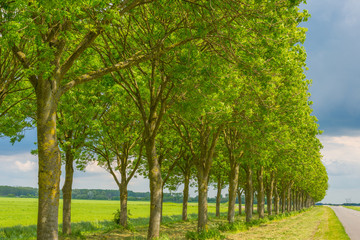 Road through the countryside in spring