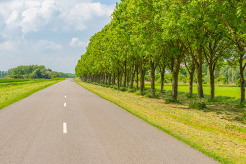 Road through the countryside in spring
