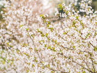 Branch with blossoms Sakura. Abundant flowering bushes with pink buds cherry blossoms in the spring. Prunus incisa