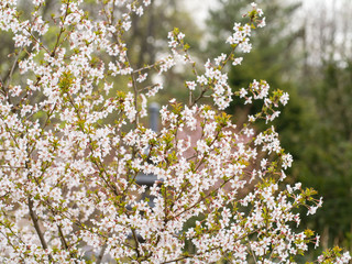 Branch with blossoms Sakura. Abundant flowering bushes with pink buds cherry blossoms in the spring. Prunus incisa