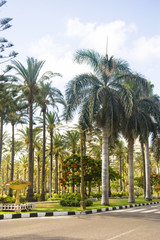 Fototapeta na wymiar Palms trees near the road in the summer