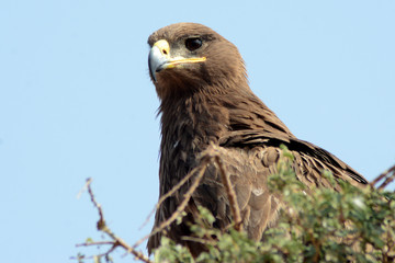 The steppe eagle (Aquila nipalensis) 