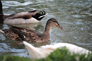 Canards