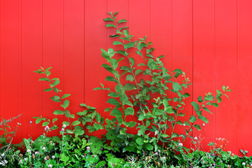 Urban background. Green bush against  the bright red wall.