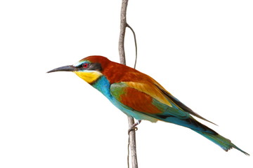 Fototapeta premium European bee-eater isolated on white background, Merops apiaster