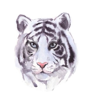 White tiger. Watercolor painting, animal illustration 1