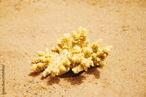Download Swimming Mask And A Piece Of Yellow Coral On A Sandy Beach Sport And Diving Concept Stock Photo And Royalty Free Images On Fotolia Com Pic 154538943 PSD Mockup Templates