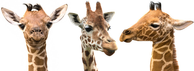 Fototapeta premium Giraffe heads isolated on white background