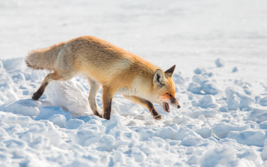 Red fox walking through the winter snow