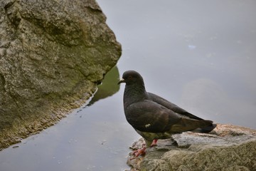 Pigeons
