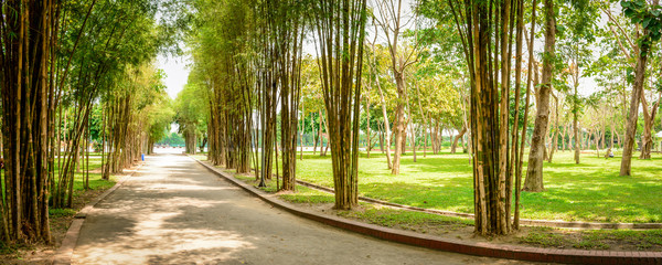 bamboo plants are growing beside the small pathway
