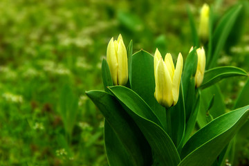 Close view yellow tulips with green background