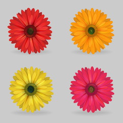 vibrant multi color lovely gerbera daisy flowers