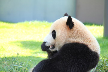 Obraz premium Side face of Panda on grasses