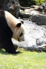 Fototapeta premium Panda walks on grasses